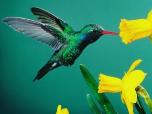 2_colibri